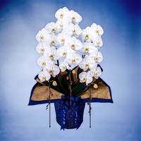 胡蝶蘭（ハイグレード）3本立て ホワイト