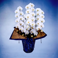 胡蝶蘭（ハイグレード）5本立て ホワイト