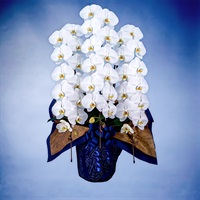 胡蝶蘭（プレミアム）3本立て ホワイト