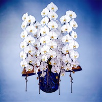 胡蝶蘭（プレミアム）5本立て ホワイト