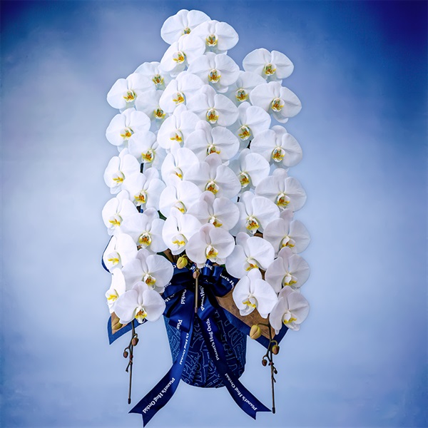 胡蝶蘭（ロイヤル）3本立て ホワイト