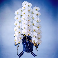 胡蝶蘭（ロイヤル）3本立て ホワイト