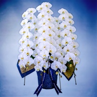 胡蝶蘭（ロイヤル）5本立て ホワイト