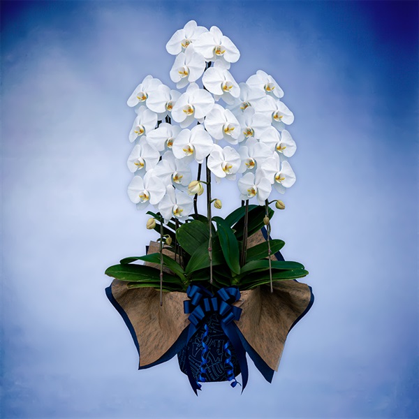 胡蝶蘭（スタンダード）3本立て ホワイト