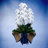 胡蝶蘭（スタンダード）3本立て ホワイト