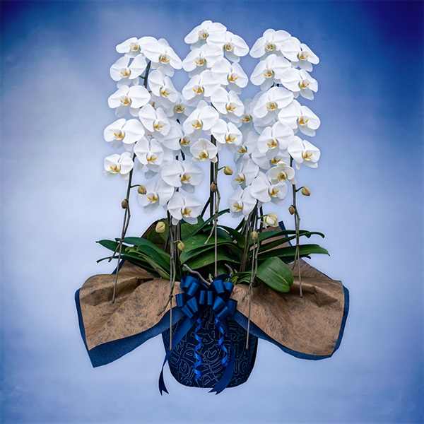 胡蝶蘭（スタンダード）5本立て ホワイト