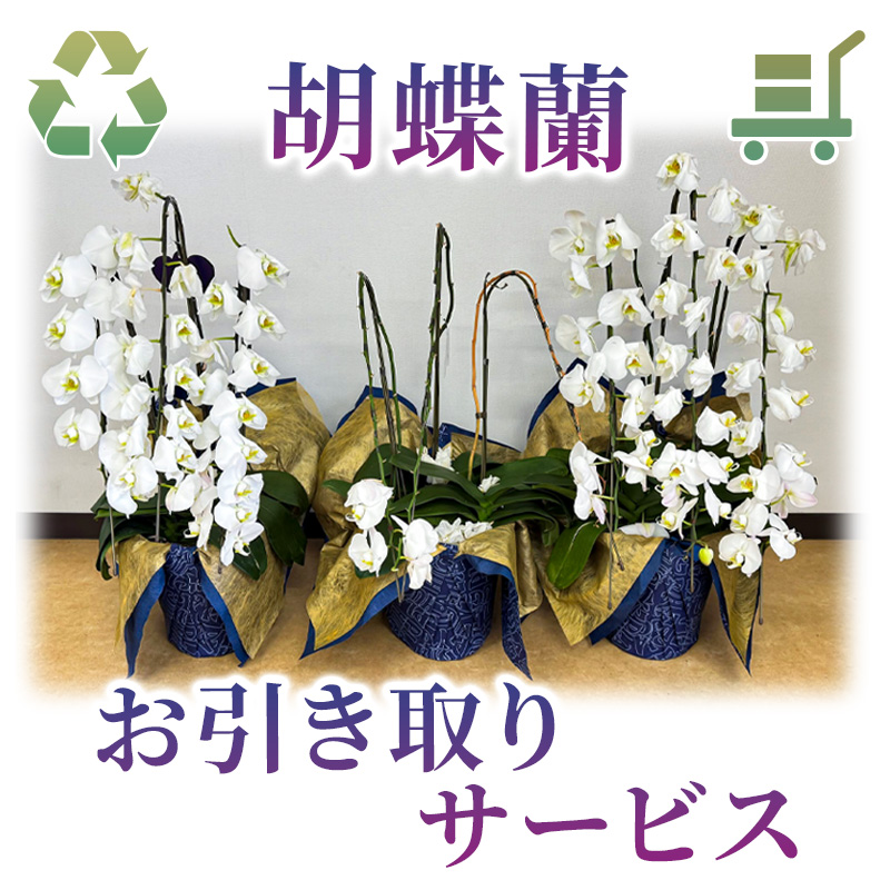胡蝶蘭お引き取りサービス