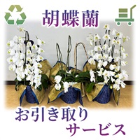 胡蝶蘭お引き取りサービス