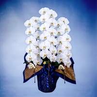 胡蝶蘭（ハイグレードタイプ）3本立 ホワイト